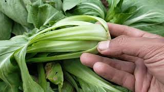 Download Lagu PANEN SAWI UPIN IPIN Umur 1,5 Bulan ~ Budidaya Sayuran MP3