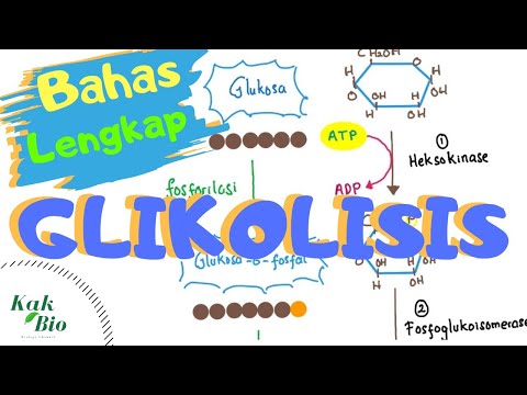 Bahas Lengkap Glikolisis | Respirasi Aerob