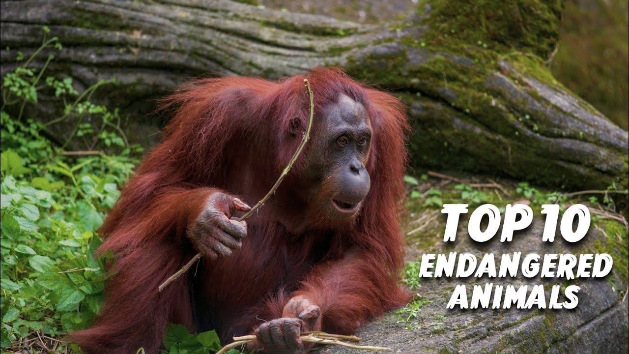 Top 10 Endangered Animals 🦕🦖
