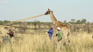 Giraffe capture - Bona Bona Game Breeders screenshot 4