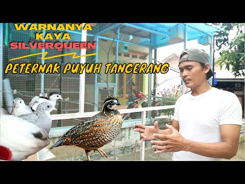 PENANGKAR PUYUH HIAS TANGERANG