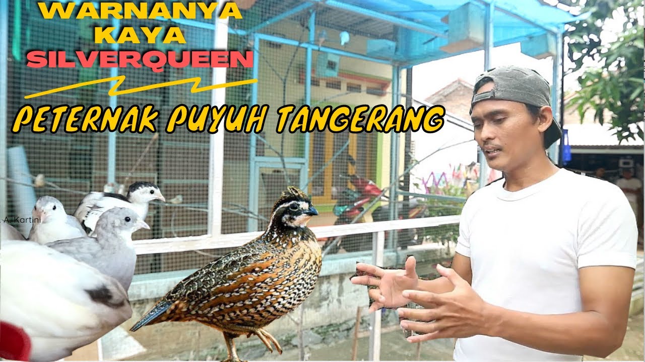 PENANGKAR PUYUH HIAS TANGERANG