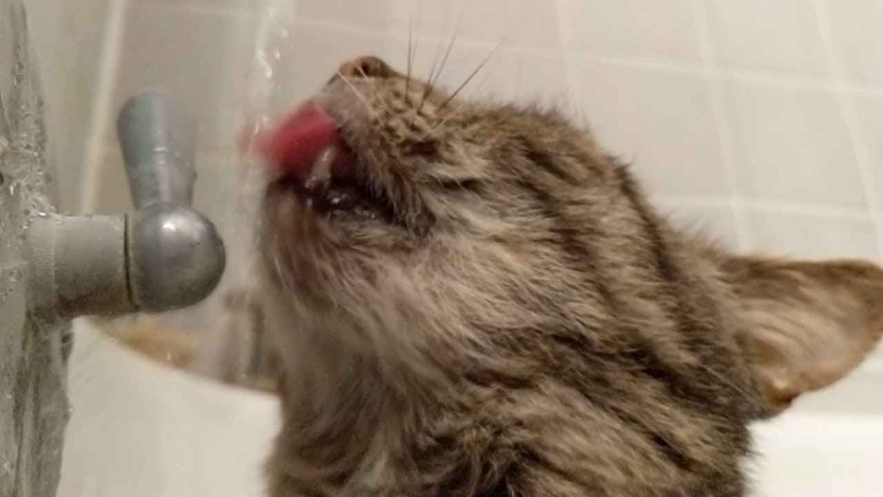 mlem-youtube