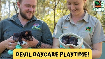Adorable Tasmanian Devil Joeys Playdate | Australian Reptile Park