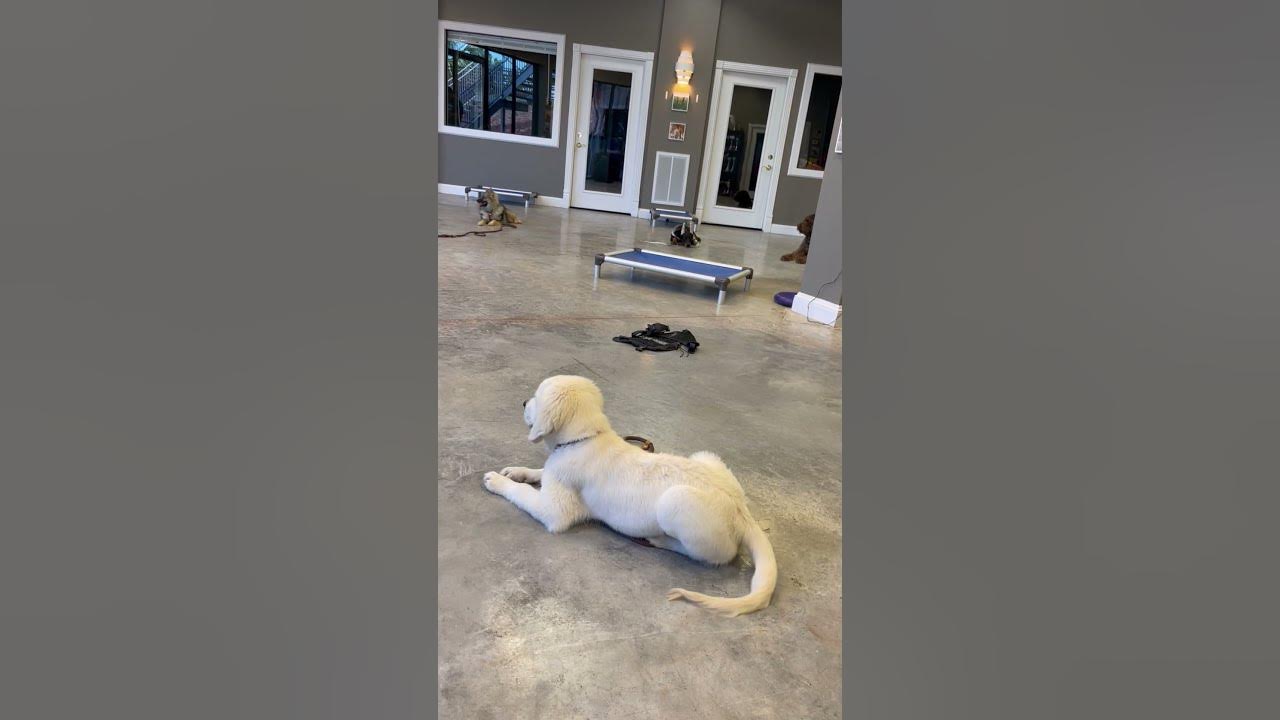 Down & Stay Dog Obedience Training Houston, TX 77066 dog 