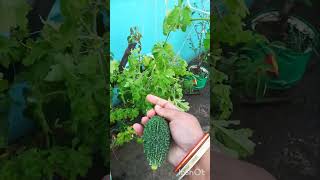 Aaj ki chhat par laga hua karela or taroy ki harvesting #plant #gardening