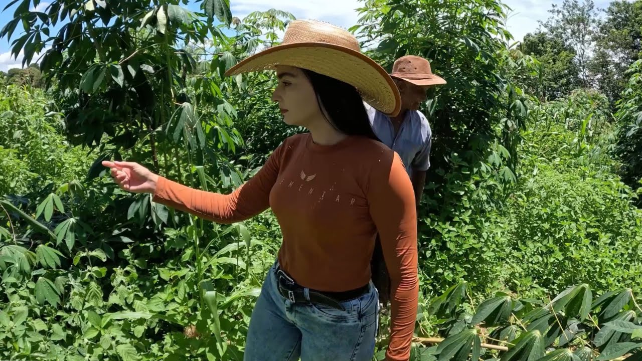 Hoje na roça de milho do meu avô Benedito