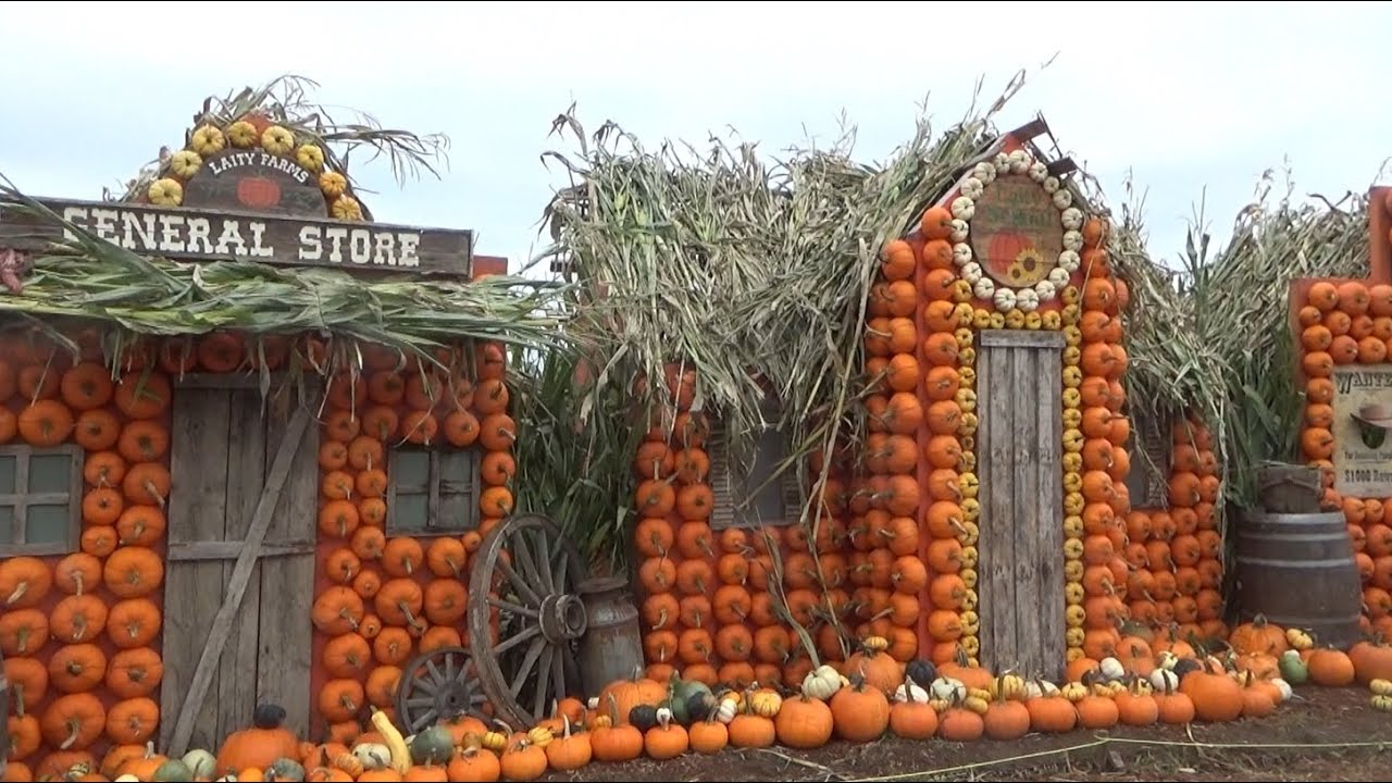 Laity Pumpkin Patch
