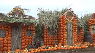 Laity Pumpkin Patch