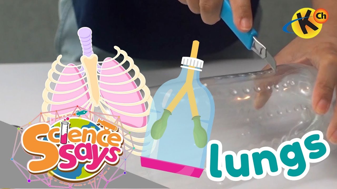 How the Lungs Work | Science Says