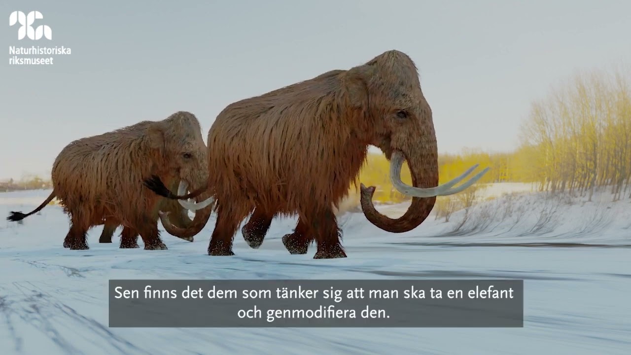 Går det att klona fram mammutar?