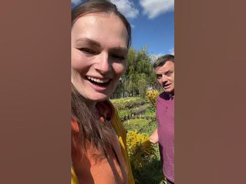 Золотарник и сныть, съемки Дачный агроном) - YouTube