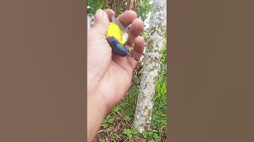 mikat burung malah dapet bapaknya SOGON #shorts
