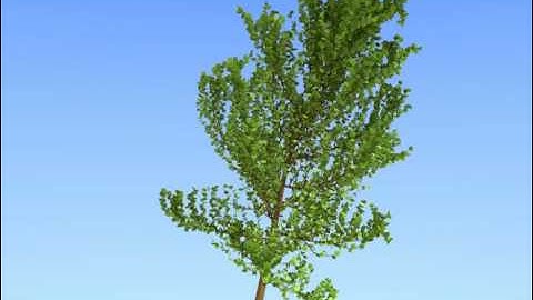 Blender 2.59 add-on SAPLING tree animated with wind