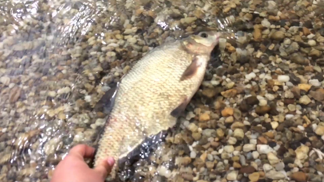 Tavaszi márna horgászat a Dunán 1.rész - Filmajánló