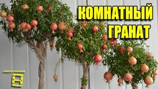 Комнатный гранат. Экзотика на подоконнике. 🌴🌿🌷(Комнатный гранат. Обзорное видео. Экзотика на подоконнике. Ссылки на видеоролики из серии: Комнатны..., 2015-12-26T03:05:26.000Z)