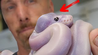 WHATS INSIDE? BALL PYTHON IS FULL OF LIQUID - SAVING A SNAKE !