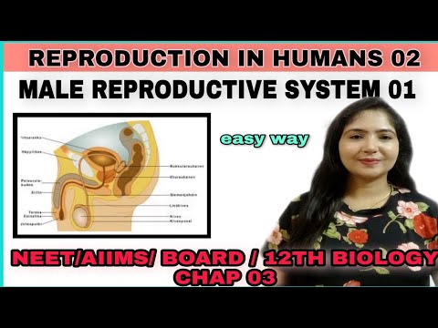 Male Reproductive System01 | Human Reproduction 02 | Anatomy Of Male Reproductive System |NEET/AIIMS