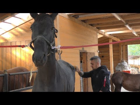 Videó: Walesi Cob Lófajta Hipoallergén, Egészségi és életre Szóló