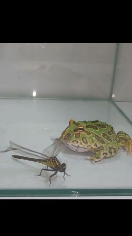 補食される側だったのが変態した事で補食する側に #eat #feeding #frog