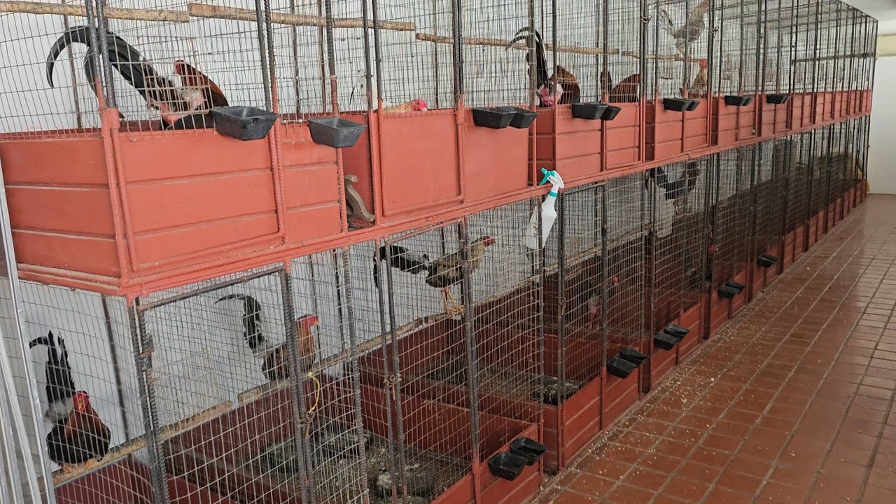 Mostrando La Polleria y Un Poco Los Gallos e Instalaciones