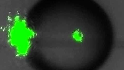 Whispering Gallery Mode Carousel discovered at NYU-Poly