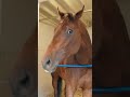 Meet Kentucky Derby Contender, Forever Young. #kyderby #kentuckyderby #horse #horseracing