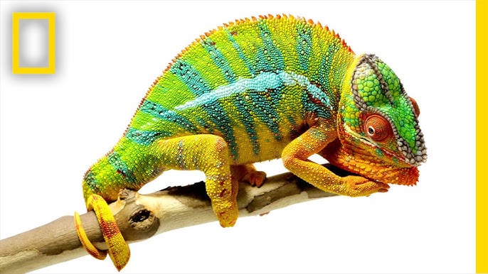 L'arme secrète du caméléon pour changer de couleur - Sciences et Avenir