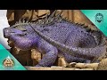 I created an amazing mutated fasolasuchus  ark scorched earth e32