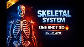 Skeletal System in One Shot 🔥 | 3d Animated | NCERT Class 11 Biology | Best for NEET