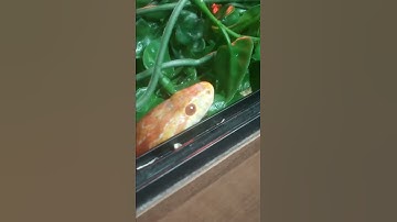Thumbnail of who says snakes aren't cute? | Rex the corn snake
