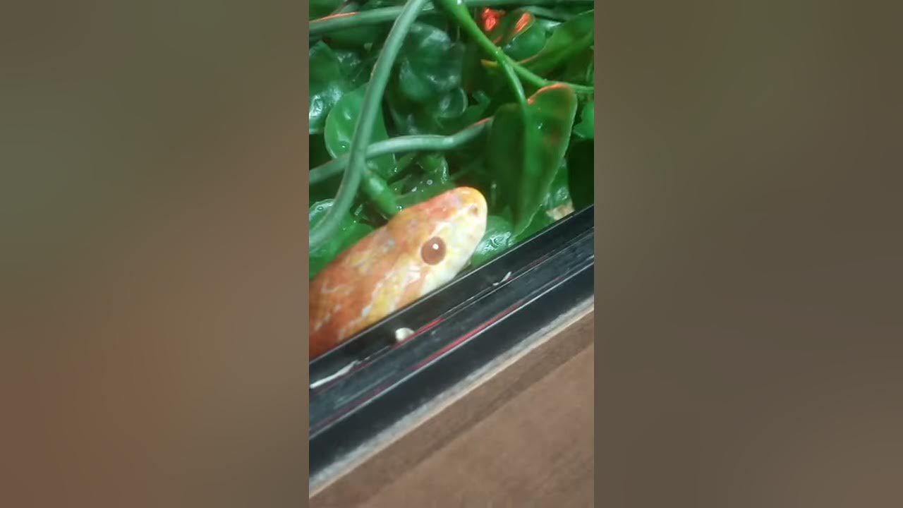 who says snakes aren't cute? | Rex the corn snake