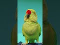 mithu Billi kaise bolti h #parrot #parrot #talkingparot #funnyanimal #funny #nonstoptalkingparrot