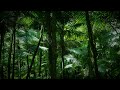 Coqui Frog Chorus (Cayey, Puerto Rico) - 10 Hour Audio/Dark Screen