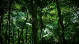 Coqui Frog Chorus (Cayey, Puerto Rico) - 10 Hour Audio/Dark Screen