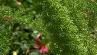 Tough asparagus ferns provide lush foliage