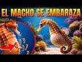 ¿Qué está pasando aquí? La asombrosa realidad del embarazo del CABALLITO DE MAR | Animales Salvajes