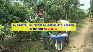Huyện Xuyên Mộc: Kêu gọi cán bộ, công chức hỗ trợ tiêu thụ nhãn | BRTgo
