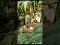 Common Tailorbird Returns to Its Nest to Incubate the Egg 🐦🥚| #CommonTailorbird #TailorbirdNest