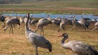 The Lake of Cranes