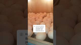 Pembalikan Telur Minimal 1 kali Sehari....