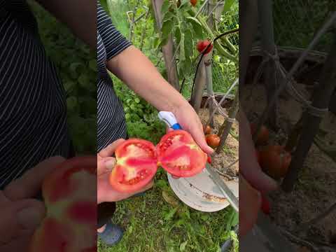 Как вырастить индетерминантные