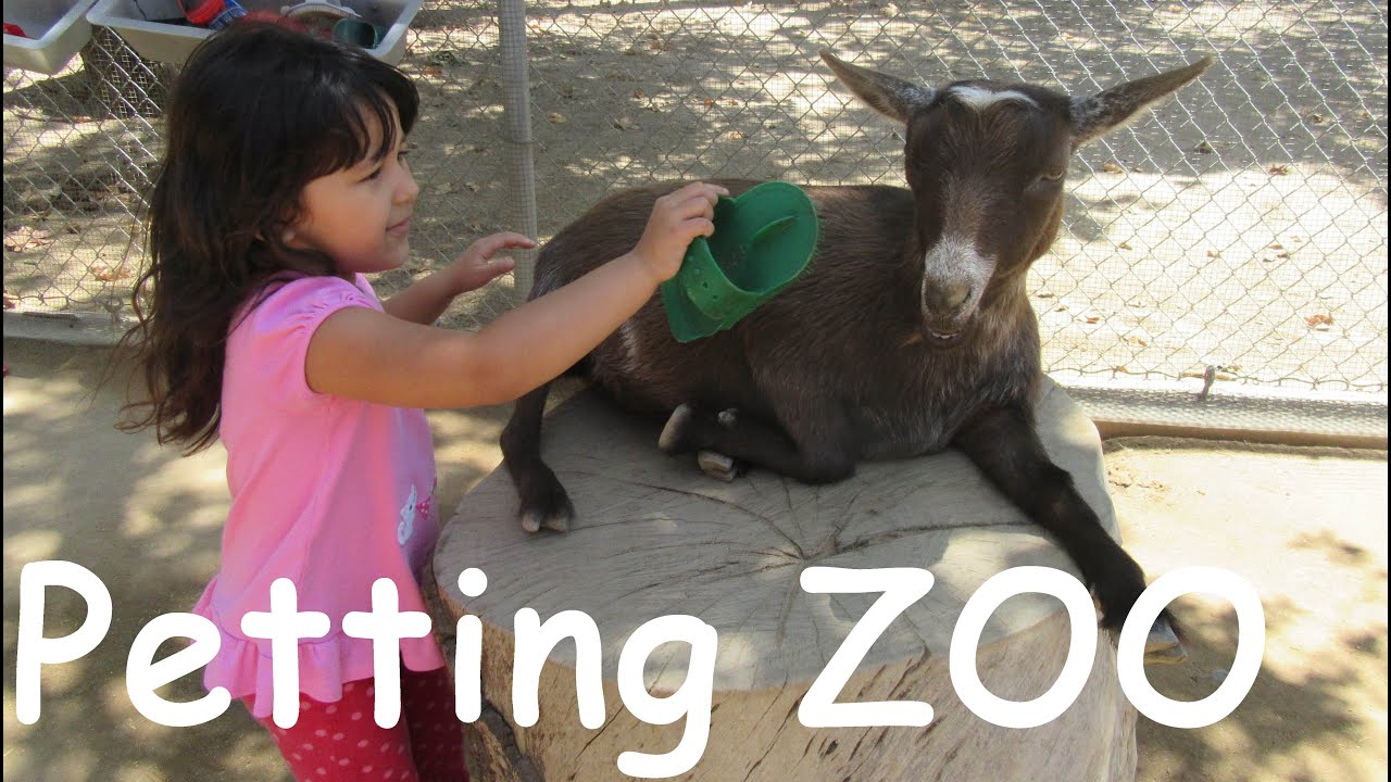 Petting ZOO Children's ZOO Feeding Goats Learn Animals Names for Kids -  YouTube