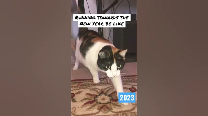 Happy New Years Eve! #newyear #2023 #pets #animals #funny #shorts #trending #reels