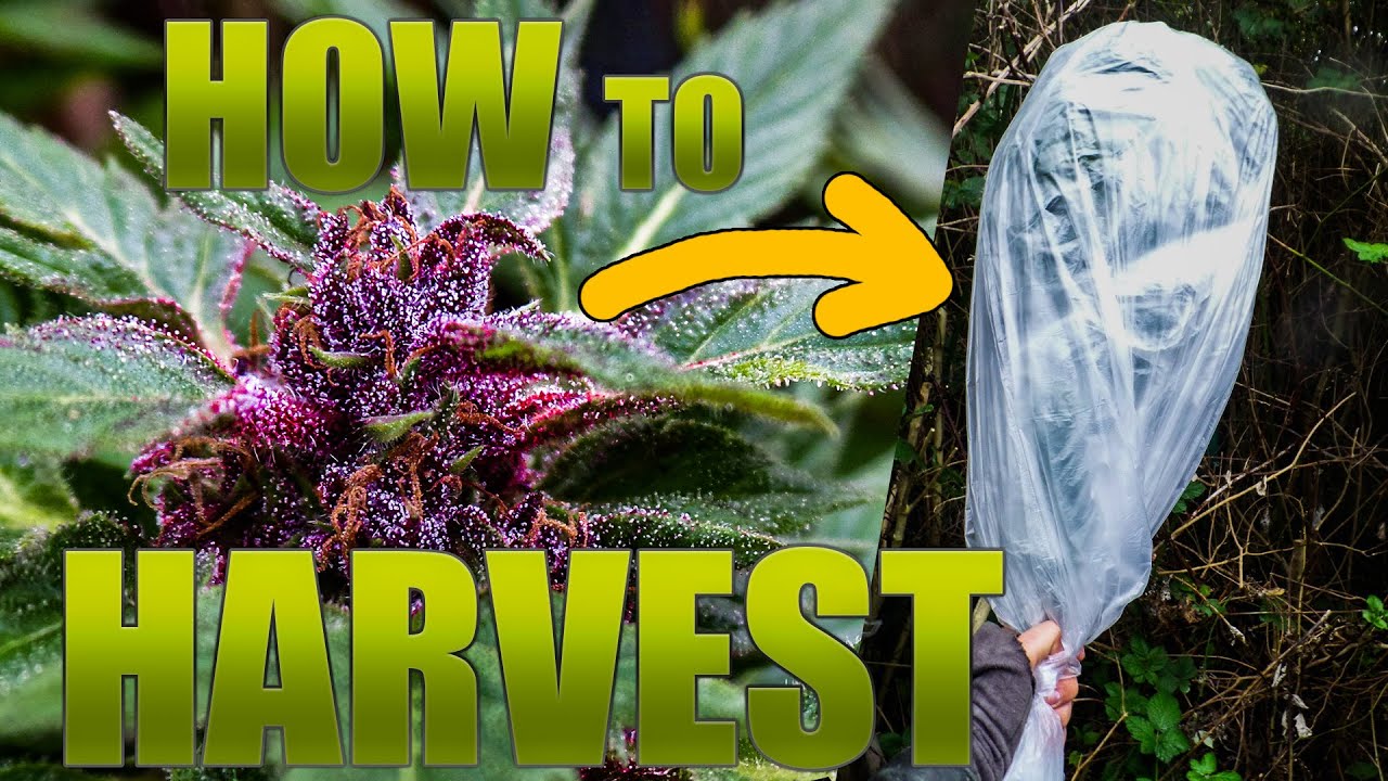 Harvesting Cannabis in October