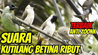 suara pikat kutilang betina ribut memanggil jantan, pikat terbaik anti zoonk