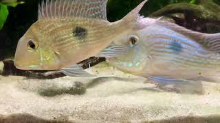 Download Lagu Breeding Geophagus sveni Download Lagu Breeding Geophagus sveni