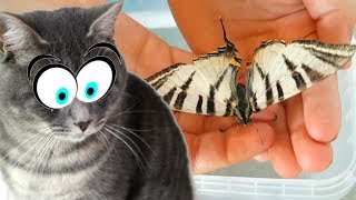 БАБОЧКА КАК У MAGIC FAMILY. Реакция кота Макса. Бабочкарий своими руками и все бабочки БАБОЧКА КАК У MAGIC FAMILY. Реакция кота Макса. Бабочкарий своими руками и все бабочки