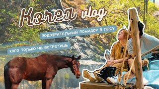 Пикник на горе. Кони, куры и прочая живность | КОРЕЯ ВЛОГ