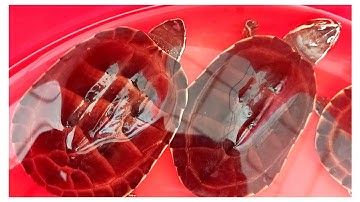 Tuyệt vời khi xem những con rùa ba gờ ăn những con ốc còn nguyên vỏ